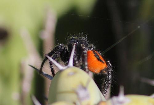 Philaeus chrysops